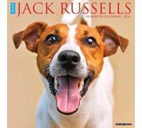 Jack Russells 2026 12" x 12" Wall Calendar