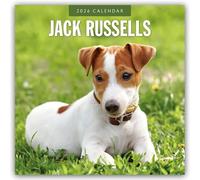 Jack Russells 2026 Square Wall Calendar
