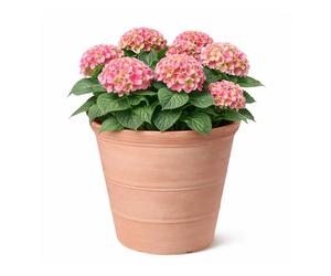 Jack Stonehouse Rustic Terracotta Effect 41L Planter | 100% Recycled Plastic Classic Traditional Round Garden Flower Pot | Strong & Lightweight | Frost & UV Resistant (2)