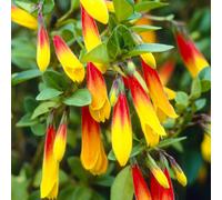 Jacobinia Pauciflora Brazilian Fuchsia Evergreen Perennial Flowering Shrub (20-30cm (Incl. Pot))