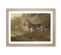 Jacques Laurent Agasse Zebra Classic Painting Framed Print | A2 Oak Framed Wall Art | Ready to Hang | Classic Animal Picture | Living Room Bedroom Lounge Office