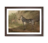 Jacques Laurent Agasse Zebra Classic Painting Framed Print | A2 Walnut Framed Wall Art | Ready to Hang | Classic Animal Picture | Living Room Bedroom Lounge Office