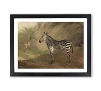 Jacques Laurent Agasse Zebra Classic Painting Framed Wall Art Print, Ready to Hang Picture for Living Room Bedroom Home Office Décor, Black A3 (46 x 34 cm)