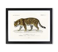 Jaguar By Charles D' Orbigny Vintage Framed Print | A4 Black Framed Wall Art | Ready to Hang | Classic Animal Picture | Living Room Bedroom Lounge Office