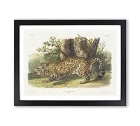 Jaguar By John Woodhouse Audubon Vintage Framed Print | A4 Black Framed Wall Art | Ready to Hang | Classic Animal Picture | Living Room Bedroom Lounge Office