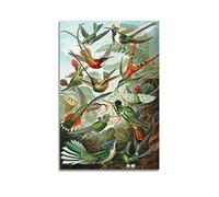 JAHER Ernst Haeckel Paintings Artworks- (Hummingbird Illustration) Printing Posters Gifts Canvas Painting Wall Art Decorative Picture Prints Modern Decor 12x18inch(30x45cm)