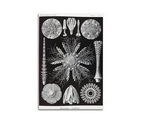JAHER Ernst Haeckel Paintings Artworks- (Sea Urchin) Posters Decorative Painting Canvas Wall Art Living Rooms Bedroom Painting 08x12inch(20x30cm)
