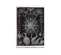 JAHER Ernst Haeckel Paintings Artworks- (Sparse Holeworm) Posters Wall Art Picture Painting Canvas Prints Artworks Bedroom Living Room Decor 12x18inch(30x45cm)
