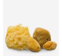 painting sponges multipack