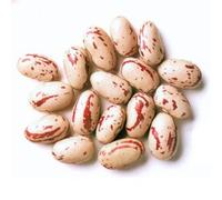 JALPUR MILLERS Premium Rosecoco Beans (Crab Eye Beans) 100g - Nutritious, High-Protein, Ideal for Soups, Stews, Salads & Curries - Non-GMO, Rich in Fibre and Essential Nutrients, Versatile Ingredient