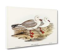 Jameson's Gull By Elizabeth Gould Canvas Print | Gallery Wrapped 30mm Frame Wall Art | 20x14 inches | Ready to Hang | Retro Picture | Living Room Bedroom Lounge Office
