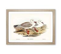 Jameson's Gull by Elizabeth Gould Framed Print | A2 Oak Framed Wall Art | Ready to Hang | Modern Animal Picture | Living Room Bedroom Lounge Office