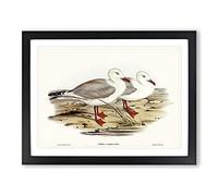 Jameson's Gull By Elizabeth Gould Vintage Framed Print | A4 Black Framed Wall Art | Ready to Hang | Classic Animal Picture | Living Room Bedroom Lounge Office