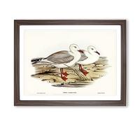 Jameson's Gull By Elizabeth Gould Vintage Framed Print | A4 Walnut Framed Wall Art | Ready to Hang | Classic Animal Picture | Living Room Bedroom Lounge Office