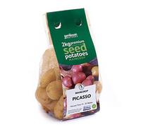 Jamieson Brothers 2kg Picasso Seed Potatoes - JBA Maincrop Grow Your Own Spuds - for Chips, Baking & Boiling - Scottish-Grown & Ready to Plant at Home in Pots, Gardens & Allotments