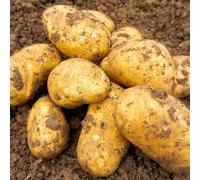 Jamieson Brothers® Charlotte Second Cropping Seed Potatoes - Summer Planting for Christmas Harvest - Top UK Salad Variety - RHS Award Winner - Grow in Bags or Ground - 2kg Pack