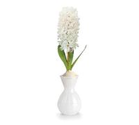 Jamieson Brothers® Hyacinth Bulb in Elegant White Vase (1 Premium Bulb) - Complete Gift Kit with Pot and Compost - Perfect Christmas or Winter Gift for Loved Ones