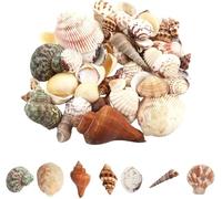 JAONLD Sea Shells Mixed Beach Seashells, 200g Natural Shells 2-8 CM Ocean Seashells Large Shells Theme Party Home Decor for DIY Crafts, Vase Fillers, Fish Tank Decor, Candle Making