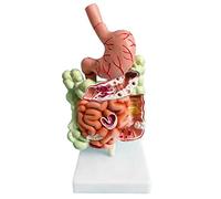 Jaopary Human Digestive System Model Stomach Anatomy Large Intestine Cecum Rectum Duodenum Human Internal Organs Structure Model