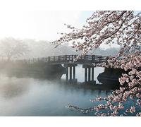 Japanese and Latin American Mysteries