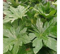Japanese Aralia Outdoor Shrub Plant Fatsia Japonica Garden Plants 2L Pot Plant Theory Green One Size