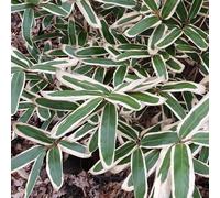Japanese Bamboo Bamboo Sasa Veitchii Outdoor Plant 30cm - 60cm Tall 2 Litre Pot Plant Theory Green One Size