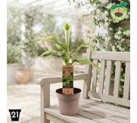 Japanese Banana Plant (Musa Basjoo) - 21Cm Pot