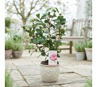 Japanese Camellia (Camellia Japonica) - 15Cm Pot
