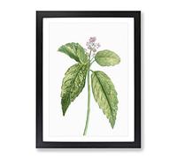 Japanese Laurel Flowers By Pierre Joseph Redoute Vintage Framed Print | A3 Black Framed Wall Art | Ready to Hang | Classic Floral Picture | Living Room Bedroom Lounge Office