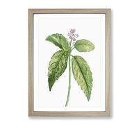 Japanese Laurel Flowers By Pierre Joseph Redoute Vintage Framed Print | A3 Oak Framed Wall Art | Ready to Hang | Classic Floral Picture | Living Room Bedroom Lounge Office