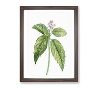 Japanese Laurel Flowers By Pierre Joseph Redoute Vintage Framed Print | A3 Walnut Framed Wall Art | Ready to Hang | Classic Floral Picture | Living Room Bedroom Lounge Office