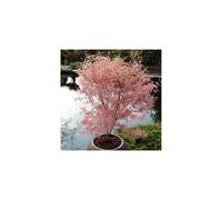Japanese Maple Acer Bush Tree Palmatum Taylor Plant 3L Pot Salmon Pink