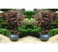 Japanese Maple (Acer Palmatum) 9cm Potted Plant: Only Plant/Four