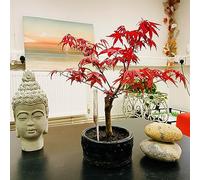 Japanese Maple Bonsai Tree (Acer Palmatum) - Indoor & Outdoor Elegance, Low Maintenance in Ceramic Pot - Perfect House Plant for Home Decor, Bonsai Gardens, and Nature Enthusiasts