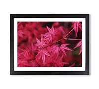 Japanese Maple Tree Pink Modern Framed Print | A3 Black Framed Wall Art | Ready to Hang | Asian Floral Picture | Living Room Bedroom Lounge Office