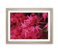 Japanese Maple Tree Pink Modern Framed Print | A4 Oak Framed Wall Art | Ready to Hang | Asian Floral Picture | Living Room Bedroom Lounge Office