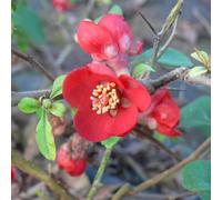 Japanese Quince 'Crimson & Gold'. 4L Plant. Deciduous 'Japanese Quince'. Available from Bedwen Plants