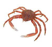 Japanese Spider Crab 800gr -/+10% | Fish and Seafood Seasoning Set Included