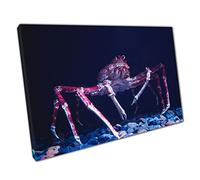 Japanese Spider Crab Exploring The Ocean Floor Sea Life Underwater Photography Wall Art Print On Canvas Picture For Home Office Decor 61x41cm (24x16In)
