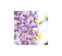 Japanese Wisteria floribunda Domino ('Issai') Large Plant 6ft+