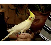 Jaquinha the Cockatiel