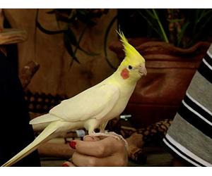 Jaquinha the Cockatiel