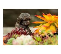 Jardinopia Antique Bronze Coloured Cockapoo Pot Buddy Plant Pot Hanger Jardinopia Bronze