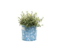 Jardinopia Beatrix Potter Fabric Eco 23L Pots - L45 X W45 X H27 Cm - Blue