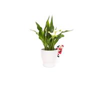 Jardinopia Full Colour Father Christmas Pot Buddy - L10.5 x W7.7 x H5.8 cm in Red Jardinopia Red