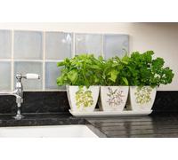 Jardinopia Iona Buchanan Herbs Eco Pots Set Of 3 With Tray - L12.5 X W38 X H13 Cm
