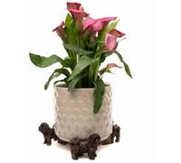 Jardinopia Shih Tzu Plant Pot Feet - Set of 3 in Bronze Jardinopia Bronze