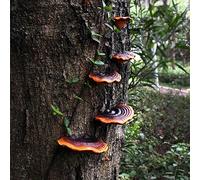 JARPSIRY 5 Pcs Garden Mushroom Statue Tree Hugger, Resin Realistic Glossy Ganoderma Figurines Tree Sculpture Whimsical Fairy Garden Decor, Outdoor Patio Yard Lawn Ornaments