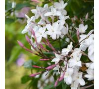 Jasmine 'Starry Starry Summer Night' 9cm Plant x 2. Fragrant flowers. Climbing shrub for trellis and arches. Available from Bedwen Plants
