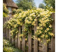 Jasminum Nudiflorum Winter Jasmine - 2L Pot